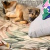 Candy, wie der Name sagt, zuckersüß