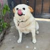 Omchen TABEA auf Familiensuche !