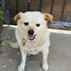 Omchen TABEA auf Familiensuche !
