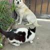 Omchen TABEA auf Familiensuche !