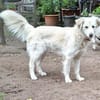 Freundlicher aufgeschlossener Youri