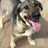 Simon (Strolch- Lebensfroher Herzenshund