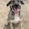 Simon (Strolch- Lebensfroher Herzenshund