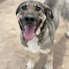 Simon (Strolch- Lebensfroher Herzenshund