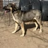 Simon (Strolch- Lebensfroher Herzenshund
