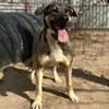 Simon (Strolch- Lebensfroher Herzenshund