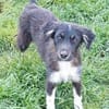 RUMBA -Rundum tolles Hundekind-