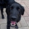 OBELIX-bildschöner Pointer-Mix-Rüde,62cm