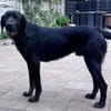 OBELIX-bildschöner Pointer-Mix-Rüde,62cm