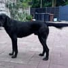 OBELIX-bildschöner Pointer-Mix-Rüde,62cm