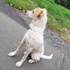 Bibi ~1Jahr braucht neues Körbchen