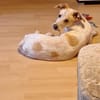 Bibi ~1Jahr braucht neues Körbchen