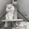 HANSI&NANNI - Zwei kleine Seelen!