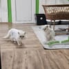 HANSI&NANNI - Zwei kleine Seelen!