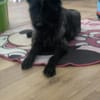 Xana, Hundemama sucht Platz zum Bleiben