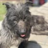 Xana, Hundemama sucht Platz zum Bleiben