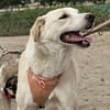 Bildhübsche SUNNY auf Familiensuche !