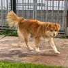 BENNY-hübscher,rot-brauner Rüde