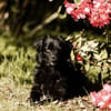 Mogli - sensibler Hund sucht Zuhause