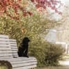 Mogli - sensibler Hund sucht Zuhause