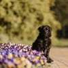 Mogli - sensibler Hund sucht Zuhause