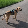 Kleine Seele, großes Herz  Lexi
