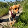 Kimba aus RO, in DE 42651 Solingen