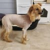 Kimba aus RO, in DE 42651 Solingen
