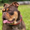 Bulldogge sucht tolle Leute