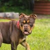 Bulldogge sucht tolle Leute