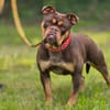 Bulldogge sucht tolle Leute