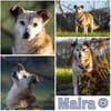MAIRA -Lieb, clever & verschmust-