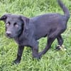 WICKY -rundum tolles Hundekind-