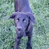 WICKY -rundum tolles Hundekind-