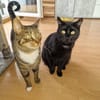 Kaito & Akita brauchen ein neues Zuhause