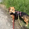 Bibi sucht ruhiges Zuhause!