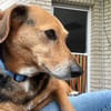 Bibi sucht ruhiges Zuhause!
