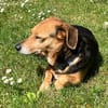 Bibi sucht ruhiges Zuhause!