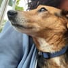 Bibi sucht ruhiges Zuhause!