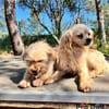 Nico auf Pflegestelle