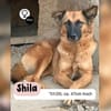 Ruhige SHILA sucht treue Begleiter