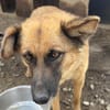 Ruhige SHILA sucht treue Begleiter