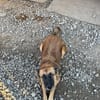 Ruhige SHILA sucht treue Begleiter