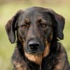 Scooby - sensibler Herzenshund
