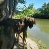 Scooby - sensibler Herzenshund