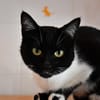 Tempète (en cours d'adoption)