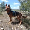 LUNA ( 4 patas jumillas)