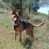 LUNA ( 4 patas jumillas)