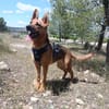 LUNA ( 4 patas jumillas)