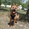 LUNA ( 4 patas jumillas)
